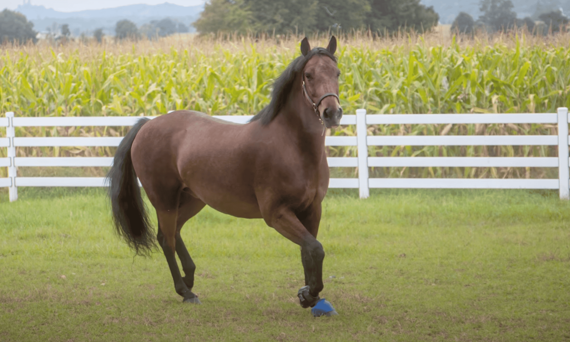 High-Tensile Fence for Horses: Is It the Right Option?